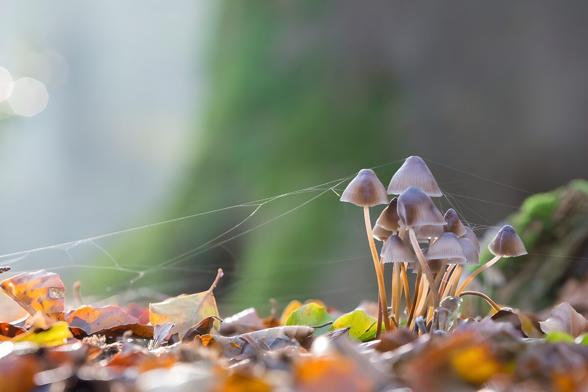 Piccoli funghi tra le foglie d’autunno