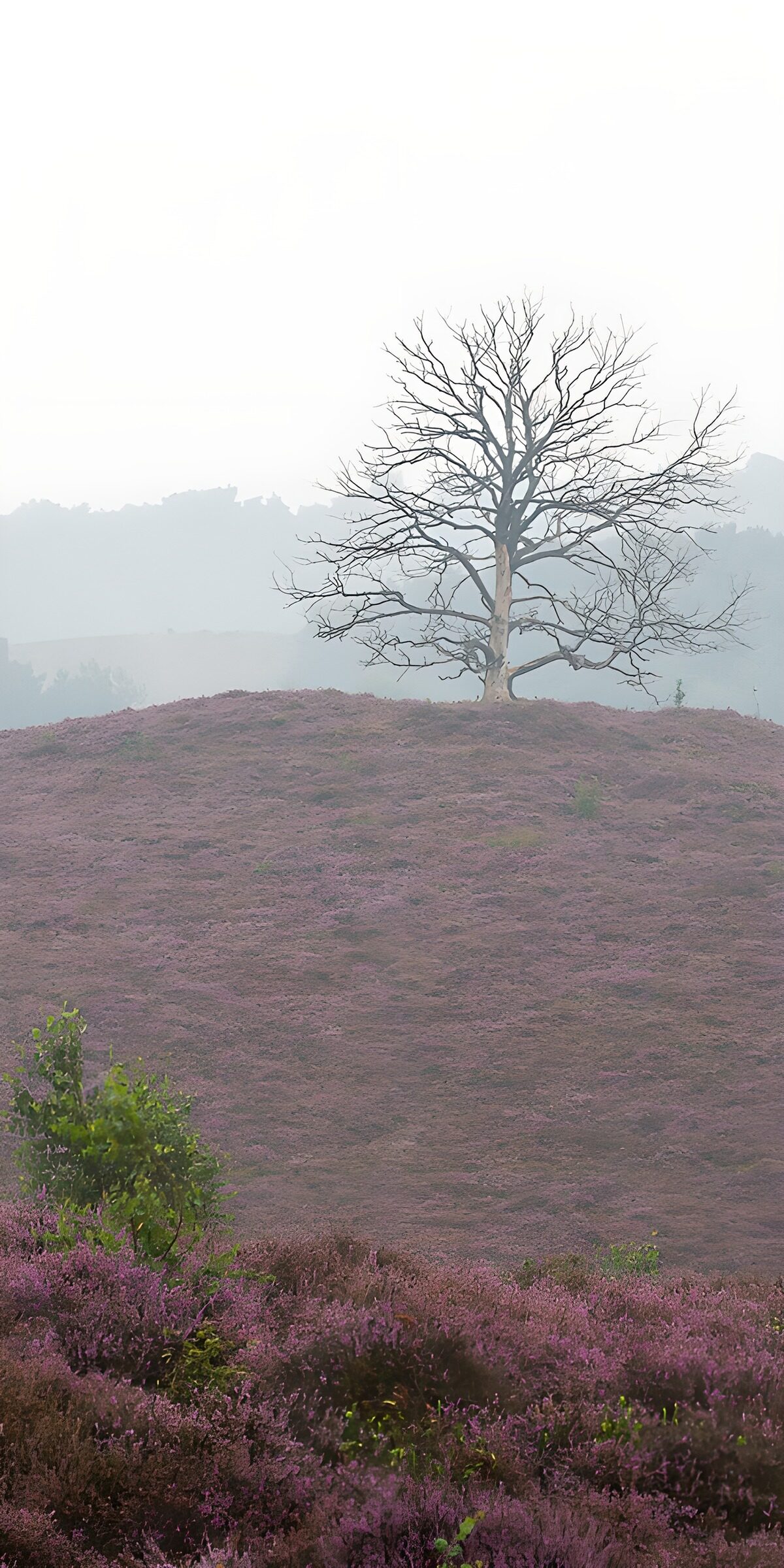 PDGIT1514343: Albero spoglio sulla collina di erica