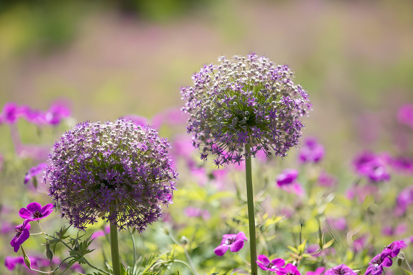 PDGIT8725479: Due allium viola nella luce del giardino