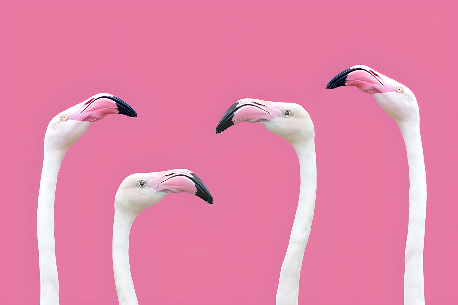 PDGIT8052613: Quattro fenicotteri su rosa acceso