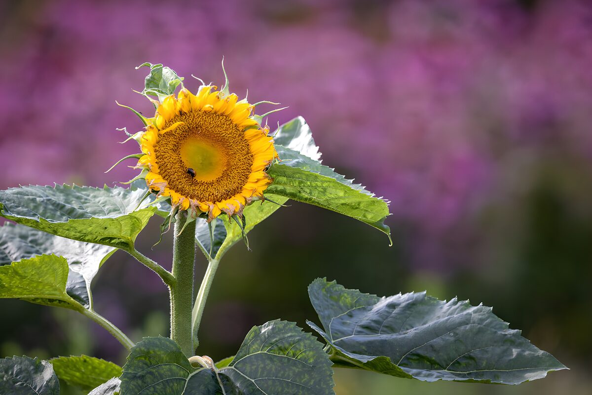 PDGIT4679253: Girasole giallo tra grandi foglie al sole