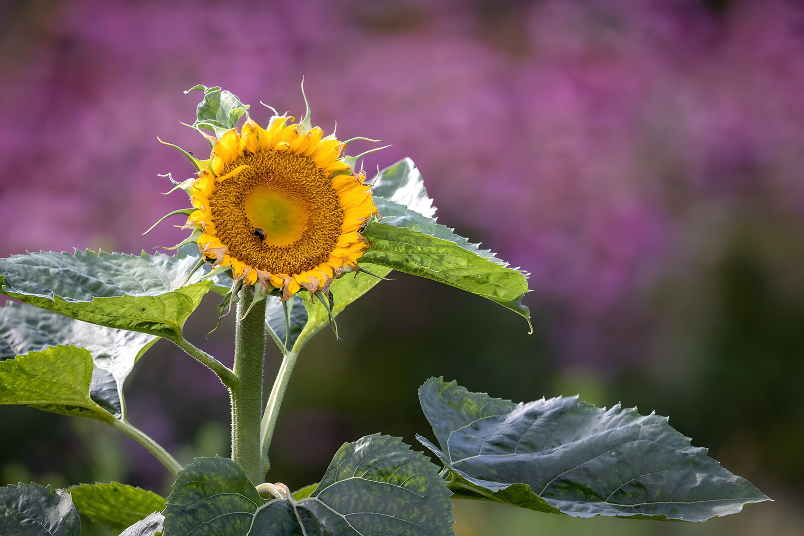 PDGIT4679253: Girasole giallo tra grandi foglie al sole