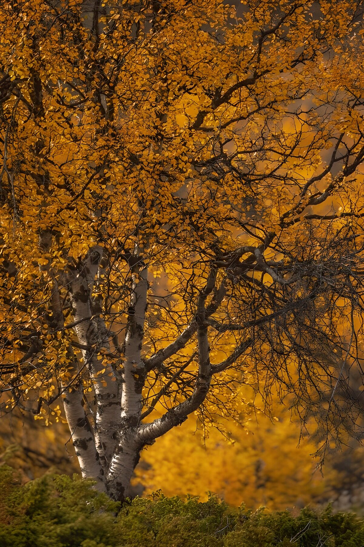PDGIT5333812: Betulle e foglie gialle nella luce d’autunno