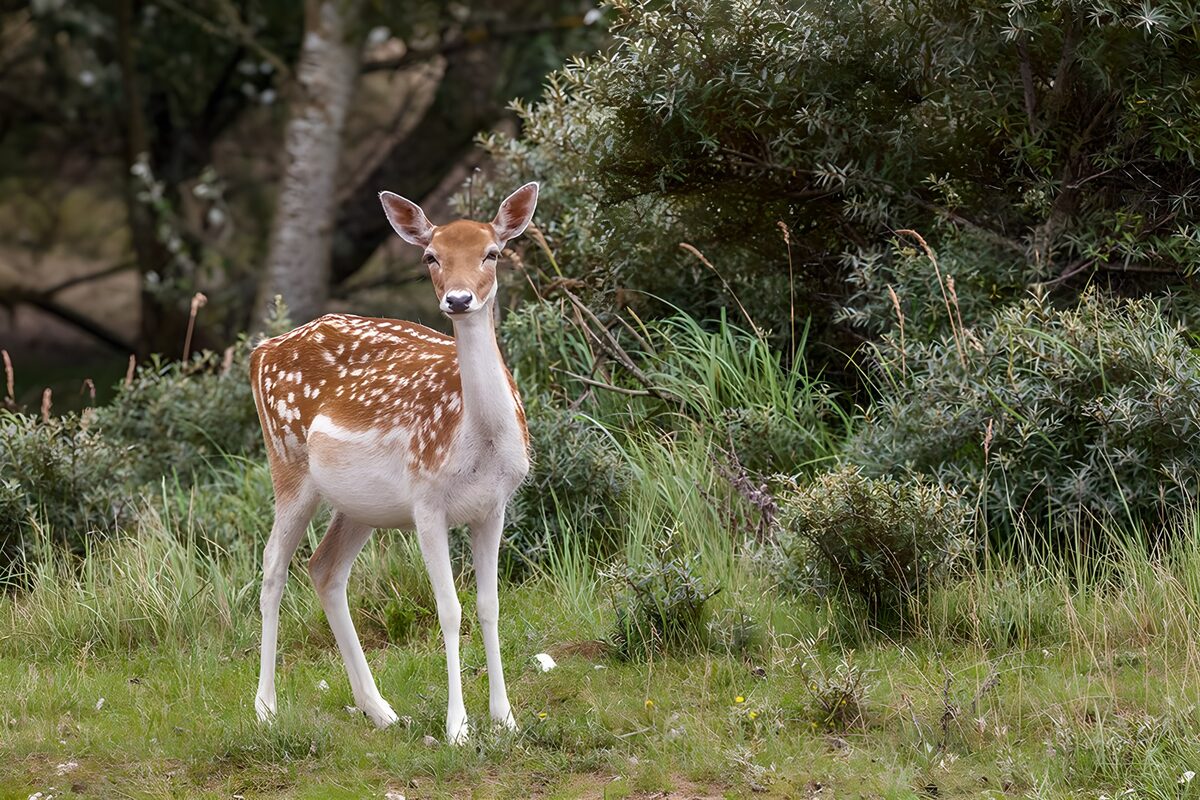 Cervo maculato nell'erba, tra luce e ombra