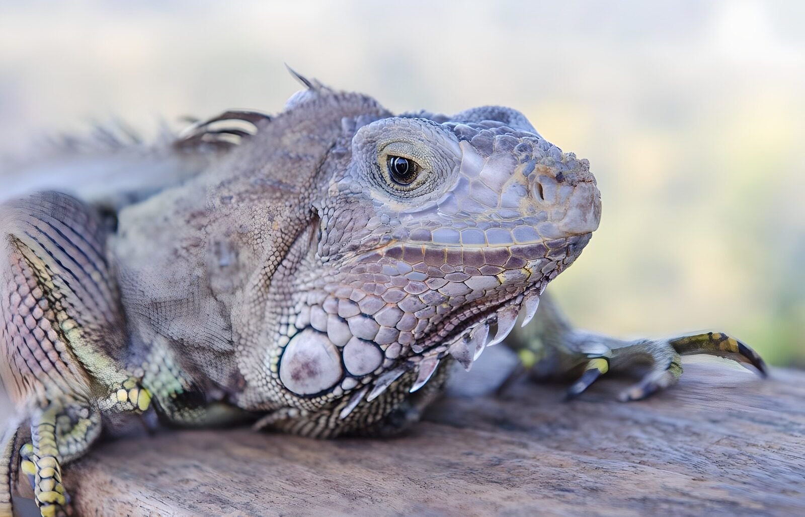 PDGIT4798264: Iguana in primo piano sul legno