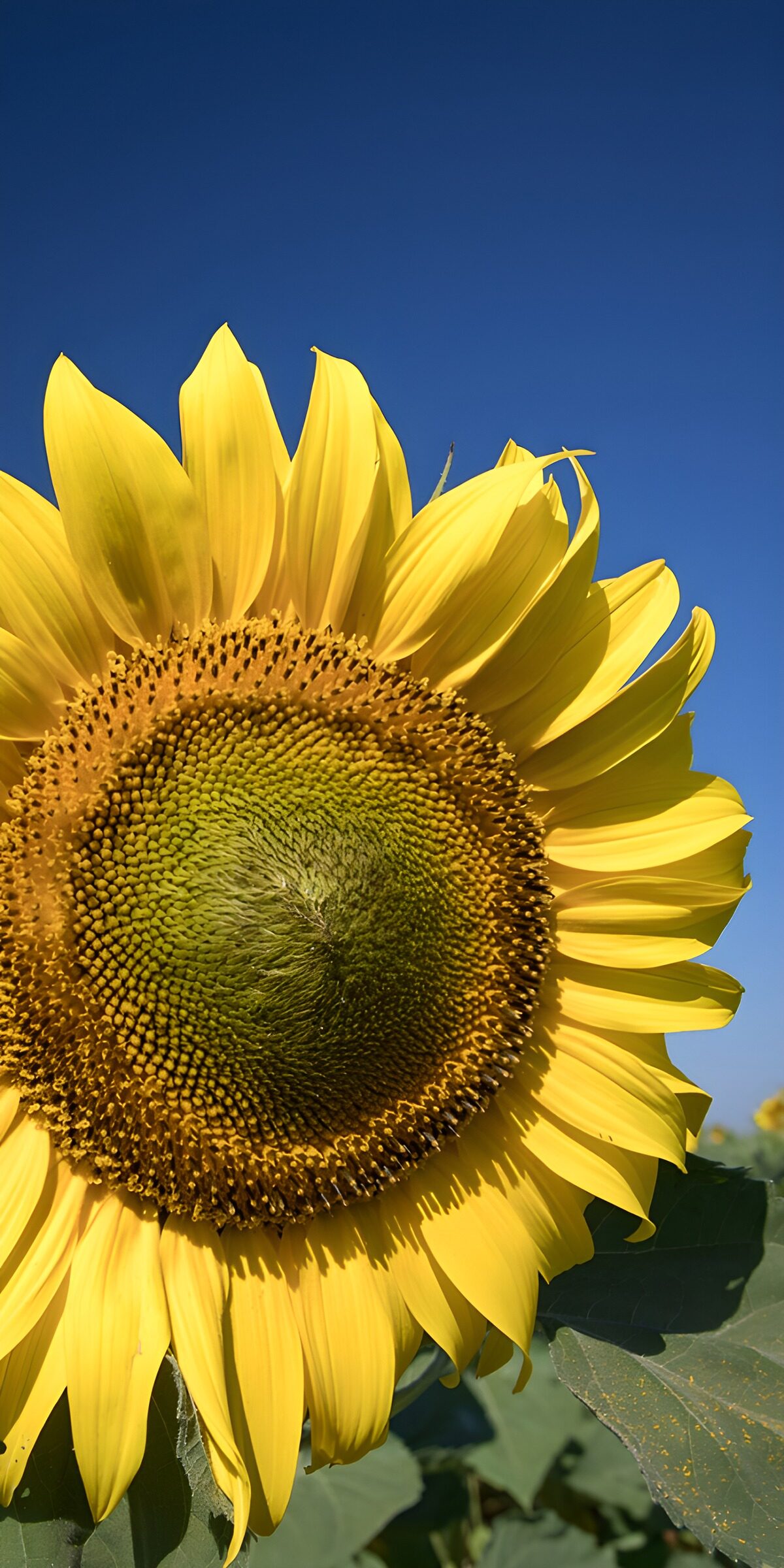 PDGIT9091276: Girasole giallo sul blu