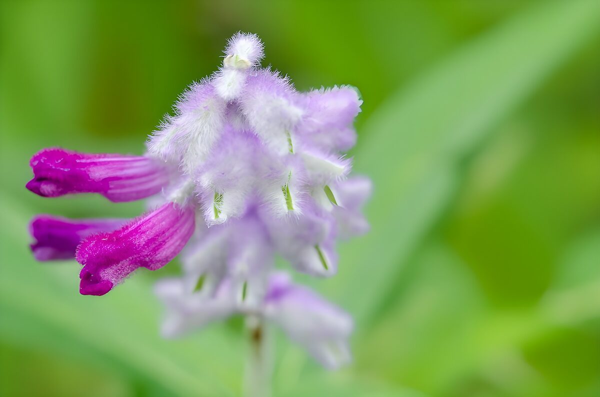PDGIT4136847: Fiori viola su una soffice spiga lilla