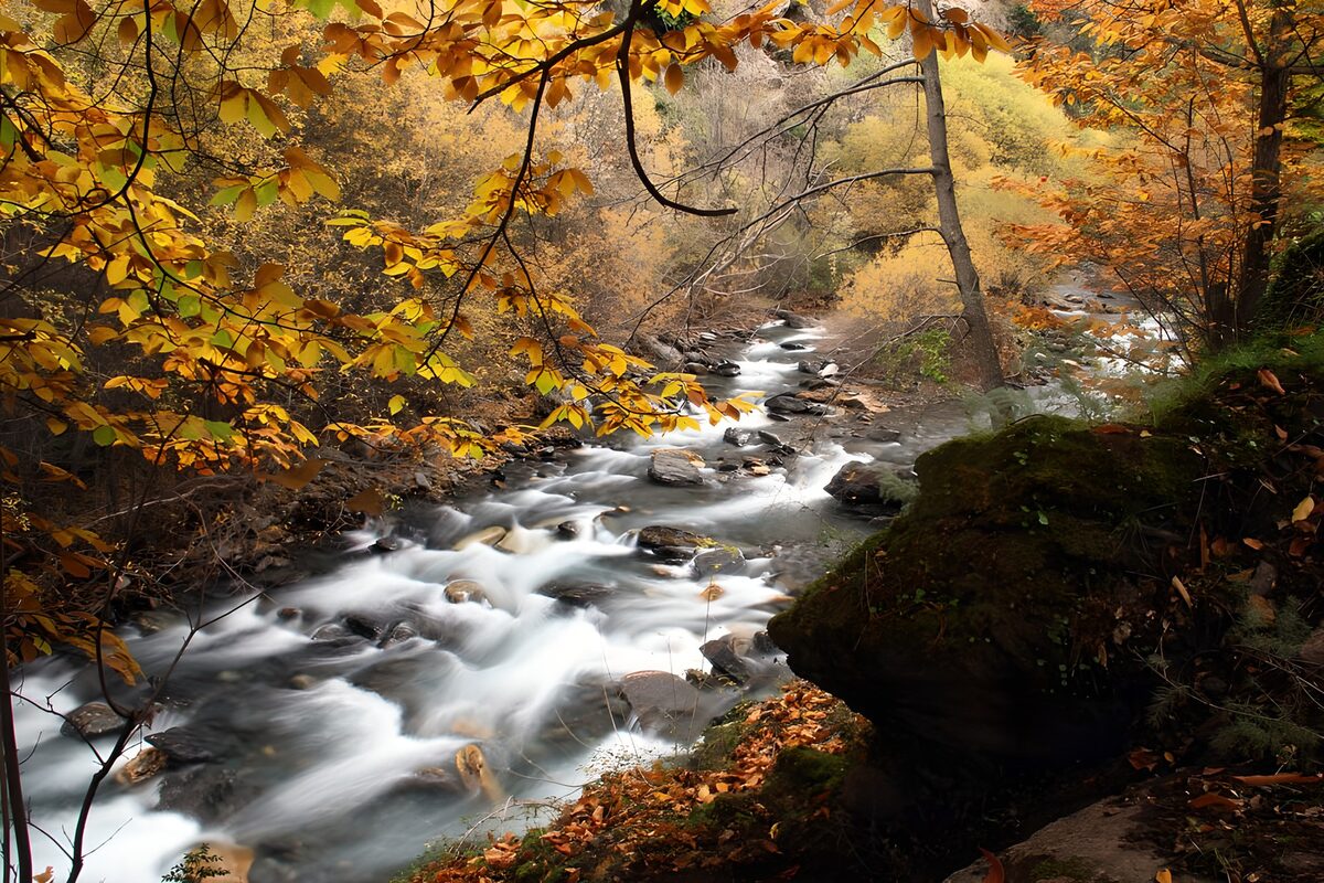 PDGIT6637806: Ruscello tra le rocce nel bosco d’autunno