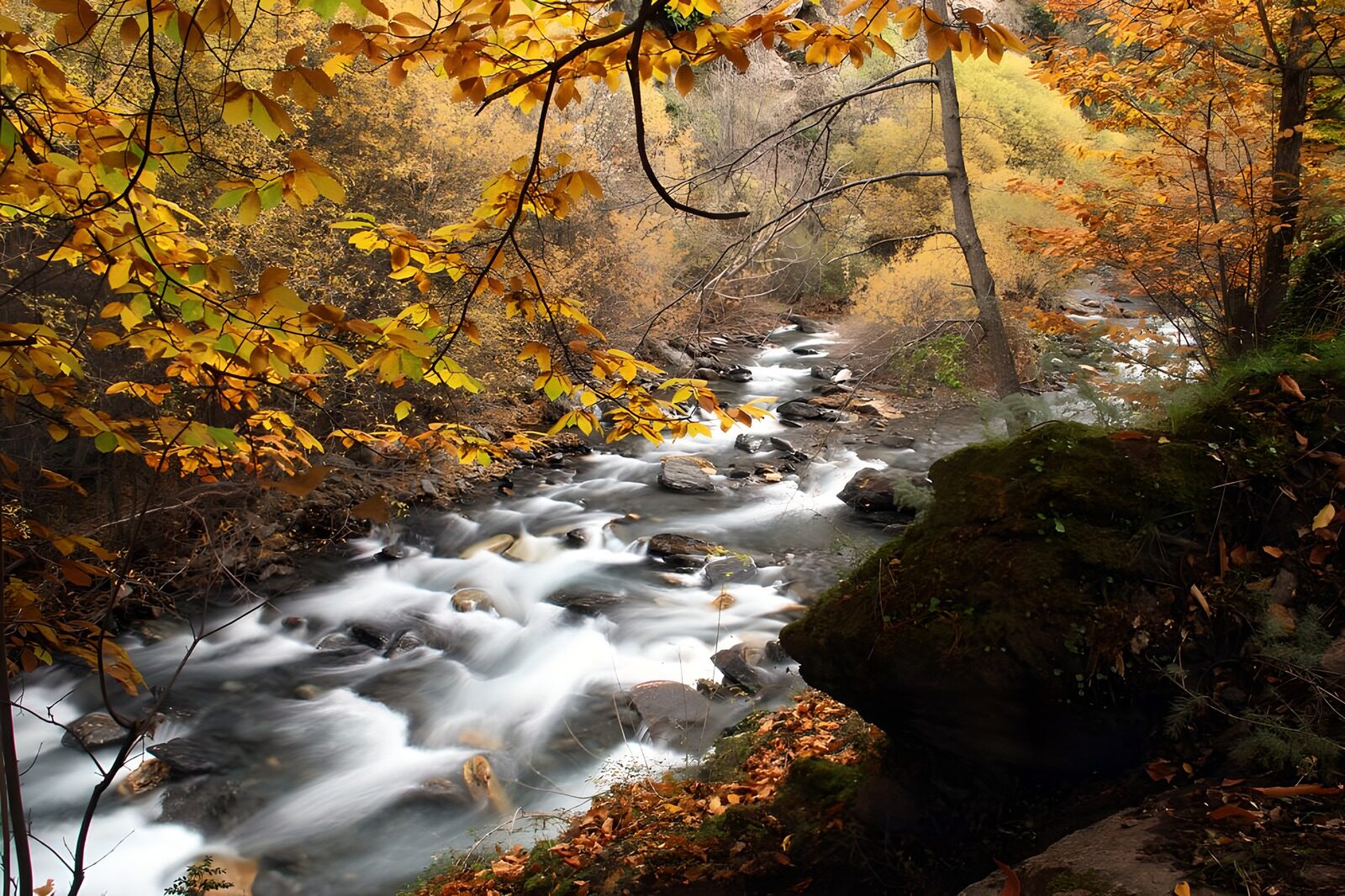 PDGIT6637806: Ruscello tra le rocce nel bosco d’autunno