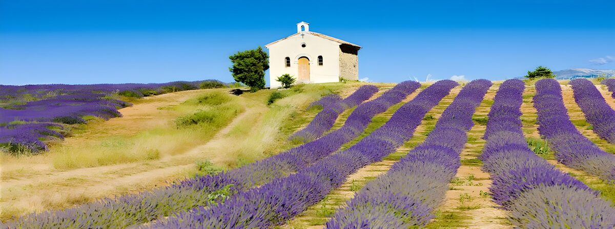 Cappella tra i filari di lavanda