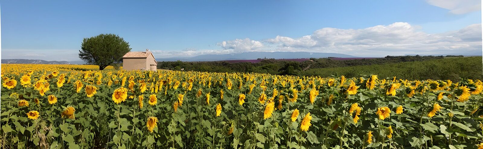 PDGIT4257993: Campo di girasoli sotto il cielo d’estate