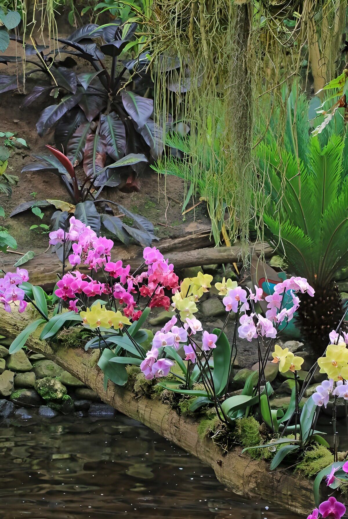 PDGIT8595668: Orchidee sullo stagno ombroso
