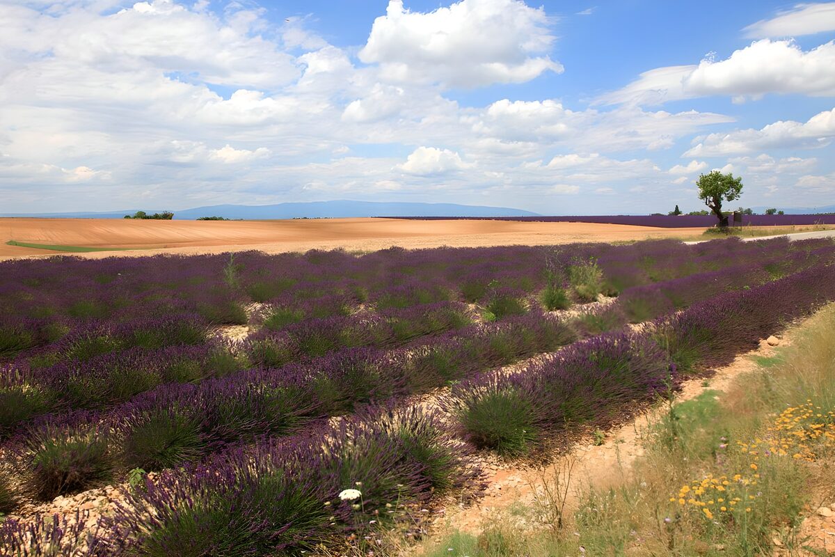 PDGIT7682722: Filari di lavanda sotto il cielo azzurro