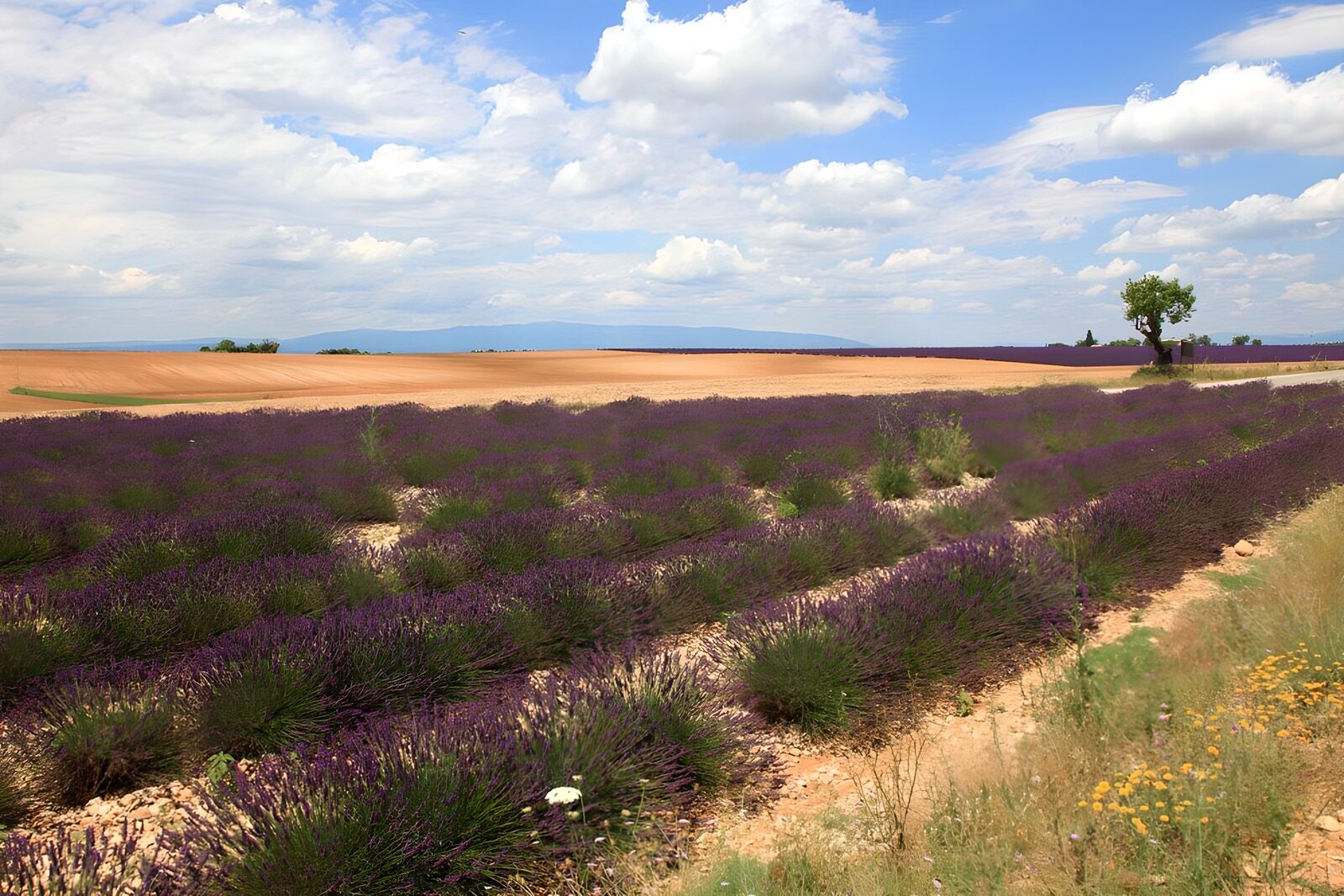 PDGIT7682722: Filari di lavanda sotto il cielo azzurro