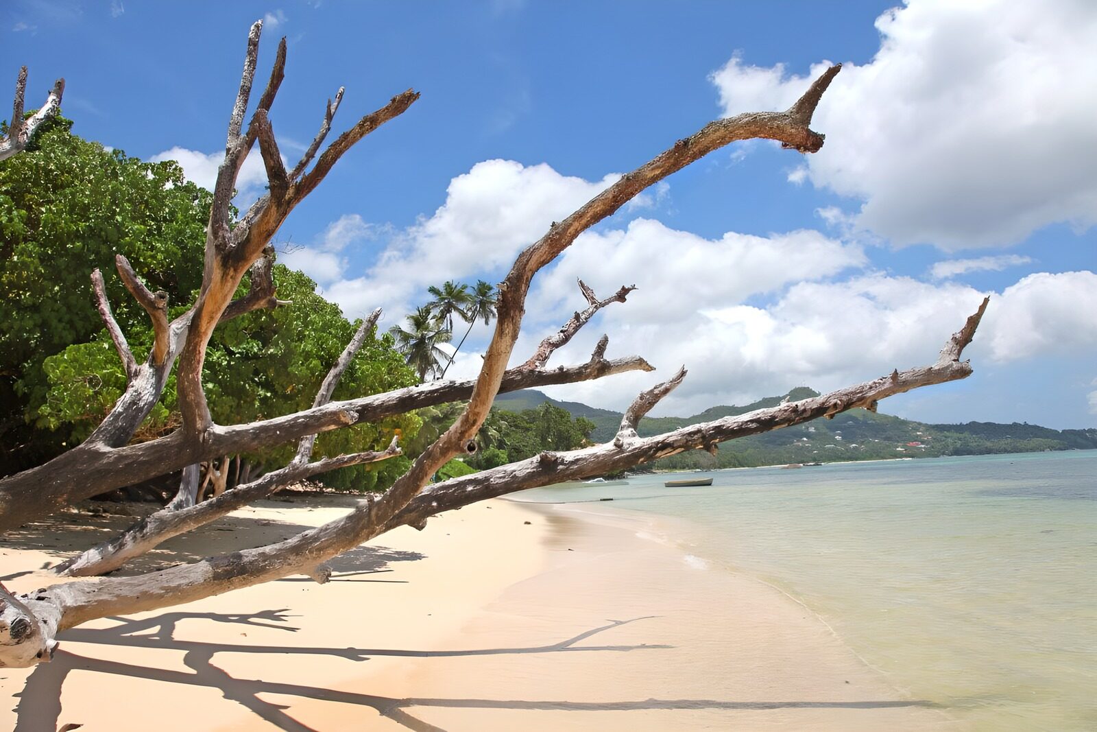 PDGIT2344929: Spiaggia tropicale con albero al sole