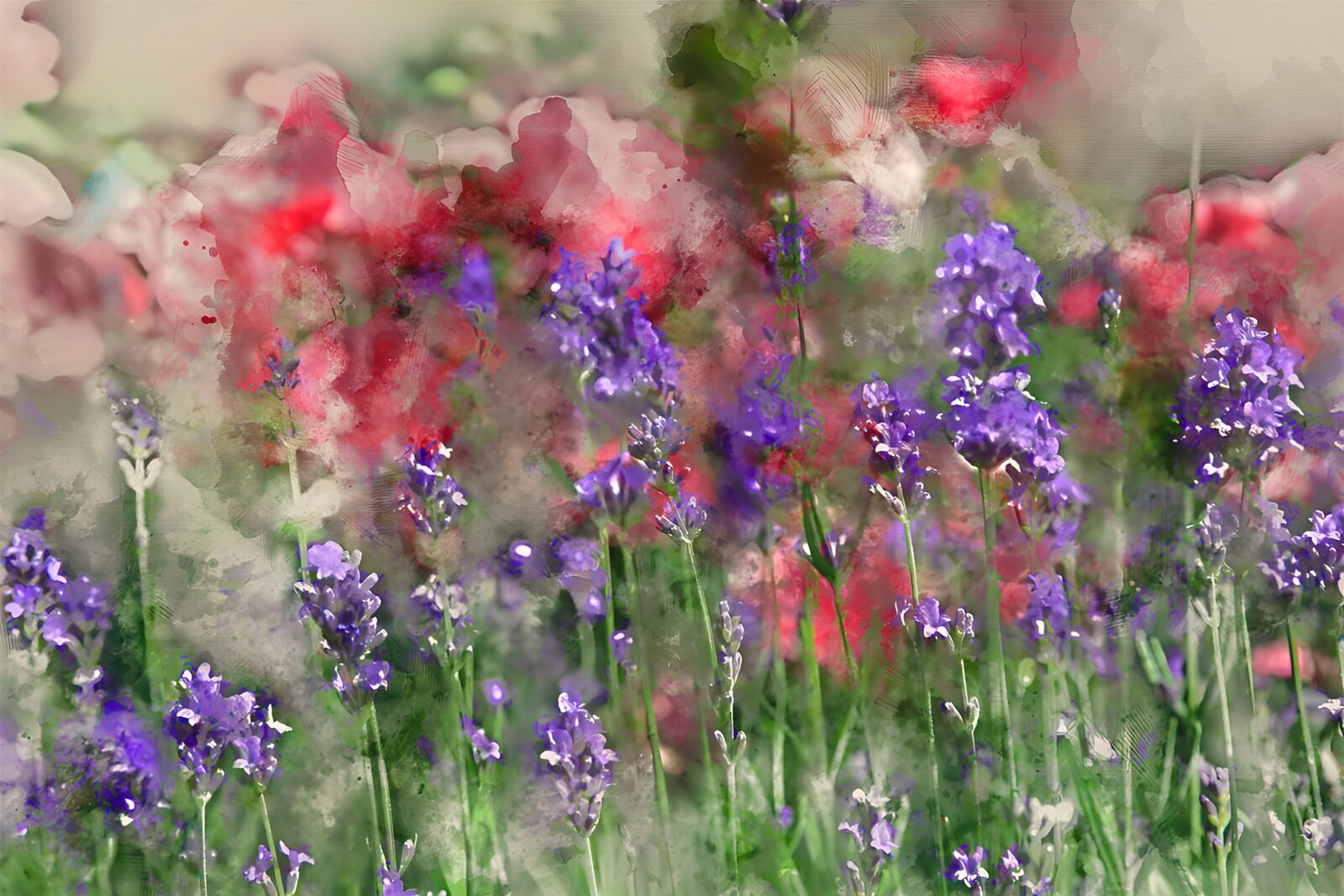 PDGIT6983155: Lavanda e fiori rosa dai contorni sfumati
