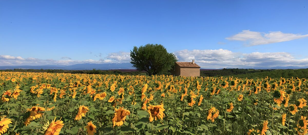 PDGIT4516869: Girasoli e nuvole, un respiro d’estate