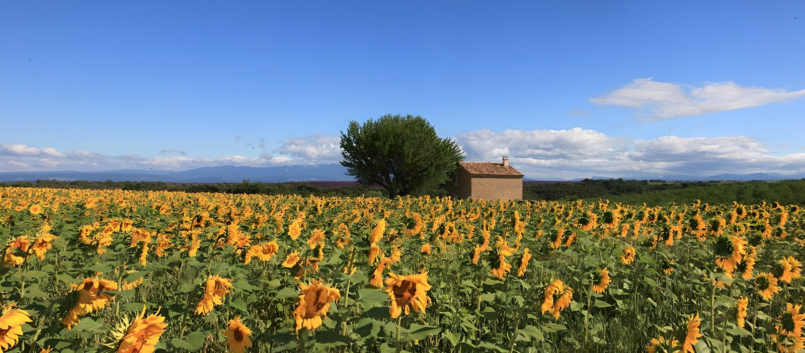 PDGIT4516869: Girasoli e nuvole, un respiro d’estate