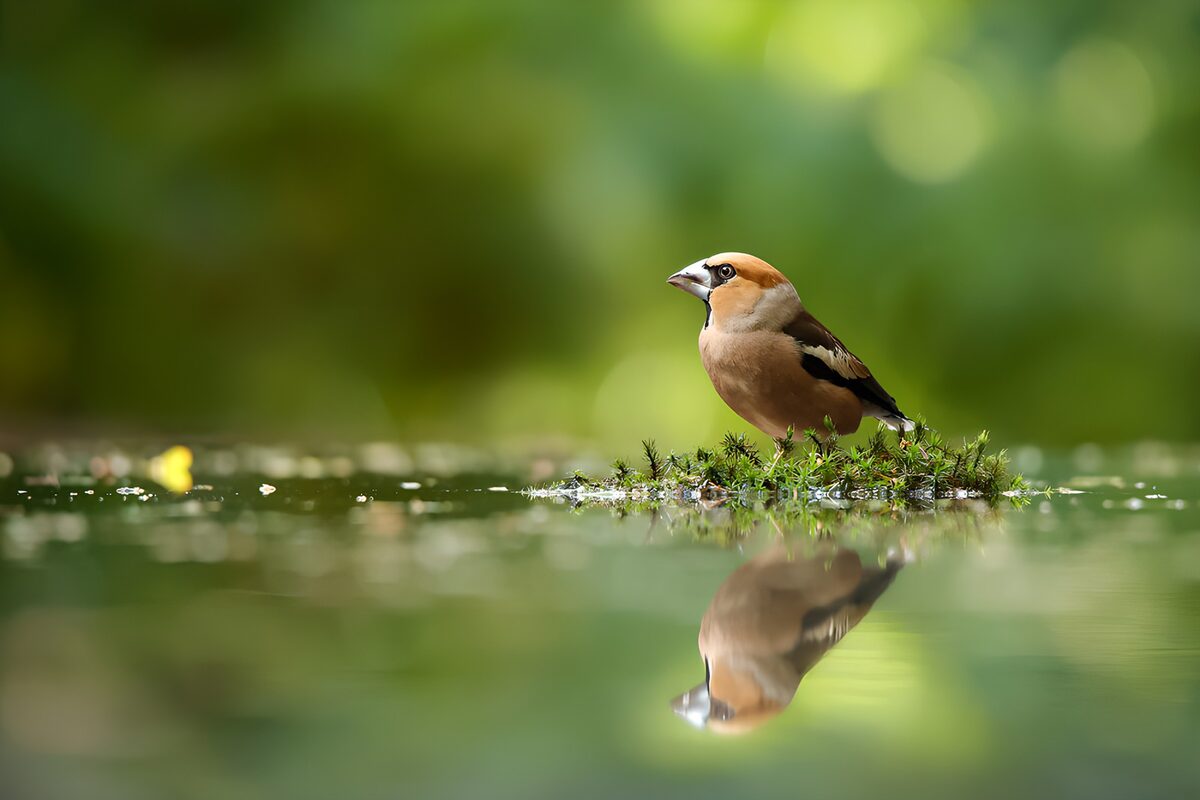 Frosone sul muschio e riflessi verdi