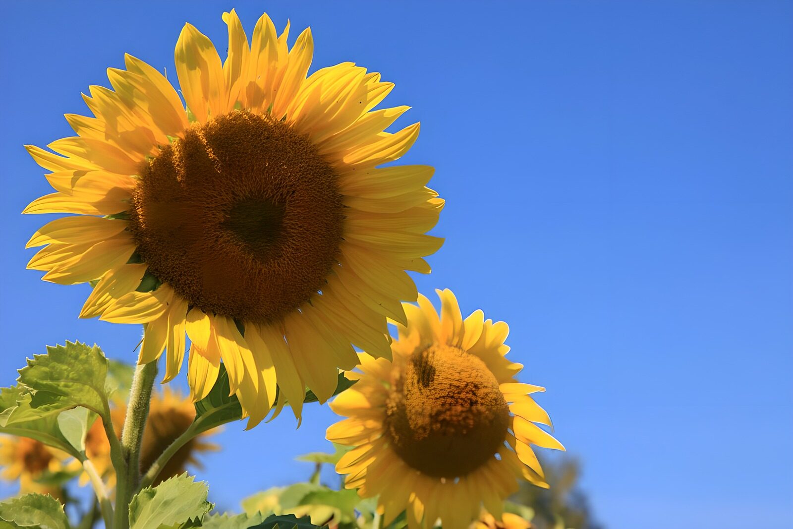 PDGIT5934664: Girasoli, un'estate a cielo aperto