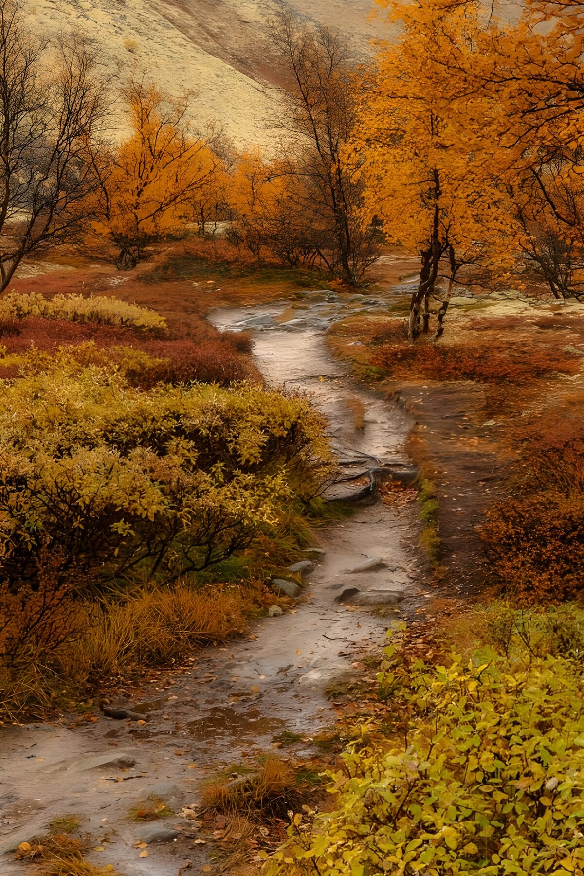 PDGIT5585330: Sentiero bagnato nel bosco d'autunno