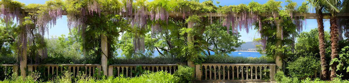 PDGIT5264241: Pergola di glicine affacciata sulla baia