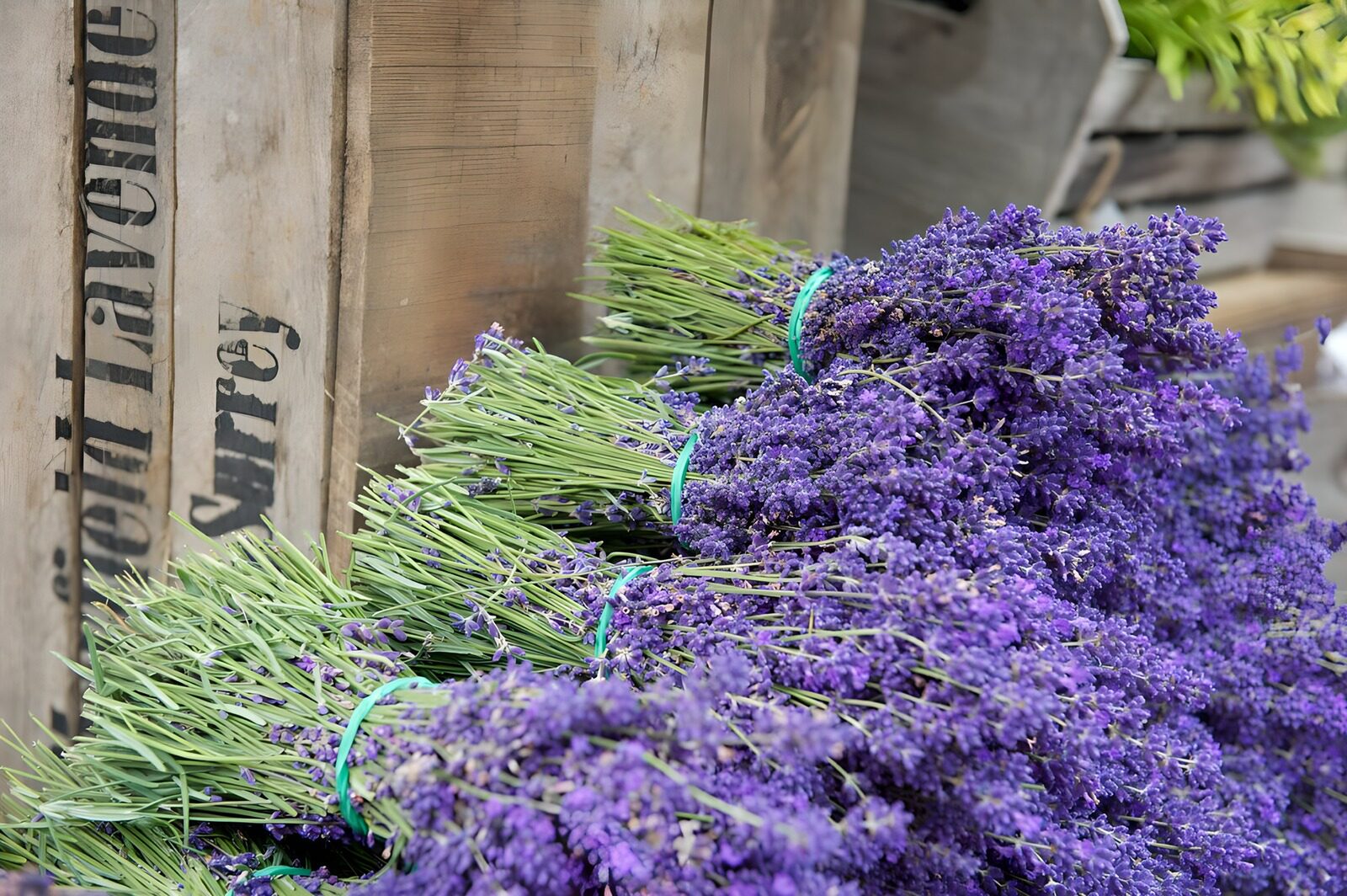 PDGIT3753034: Mazzi di lavanda sul legno vissuto