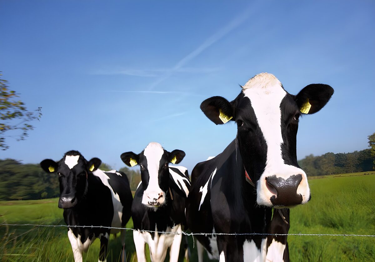 PDGIT4121441: Tre mucche al sole dietro il filo spinato