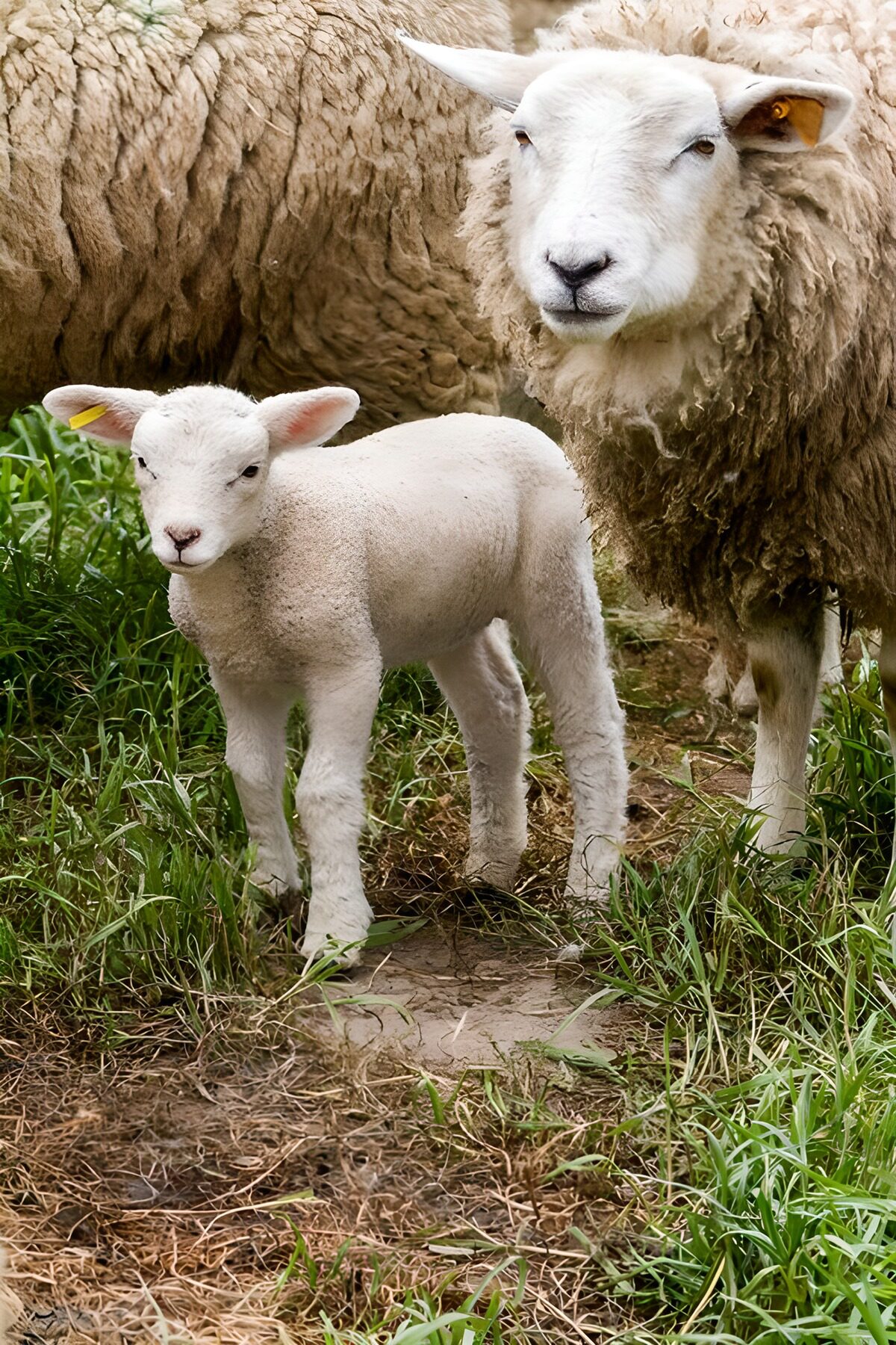 PDGIT8504986: Agnello e pecora, vicini nel verde