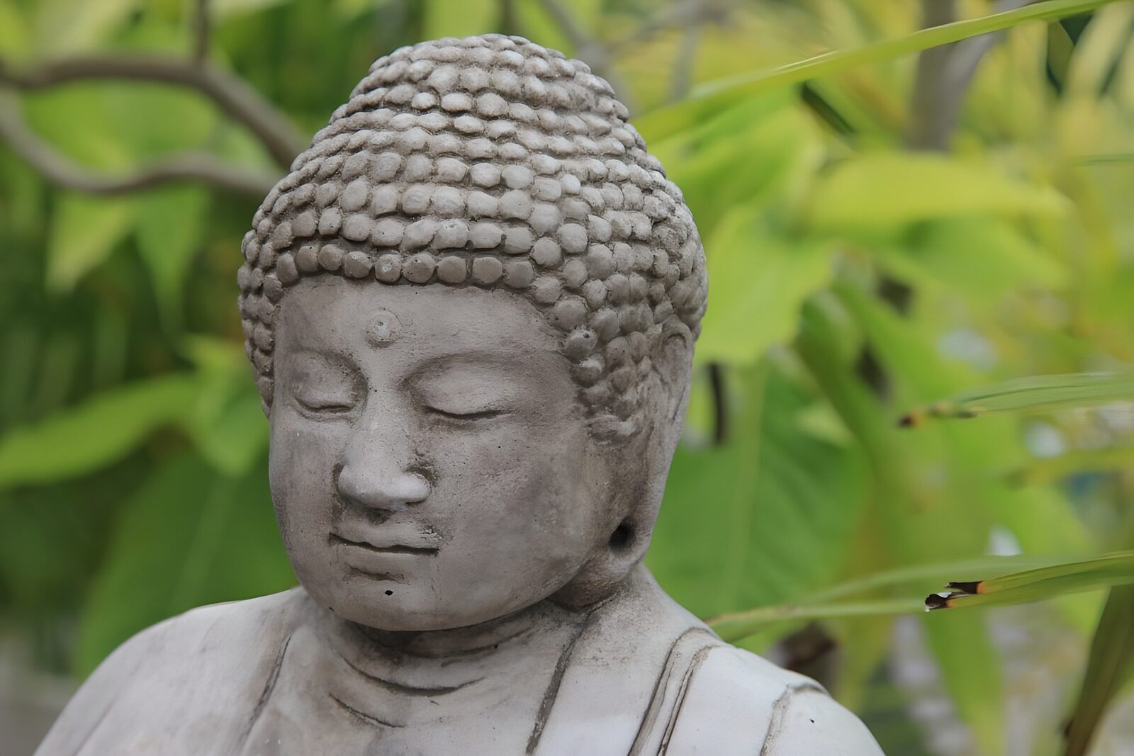 PDGIT2844111: Statua di Buddha tra le foglie