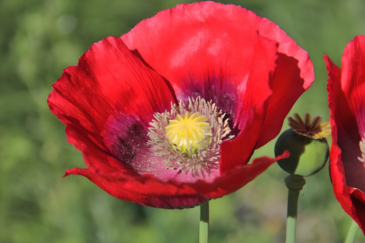 PDGIT4966020: Papavero rosso in pieno sole
