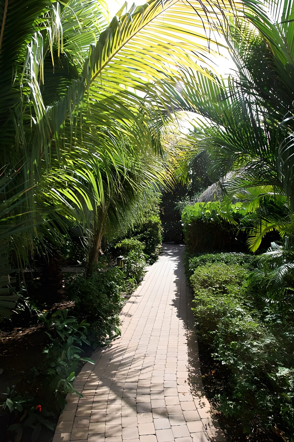 PDGIT9656843: Vialetto assolato tra le palme