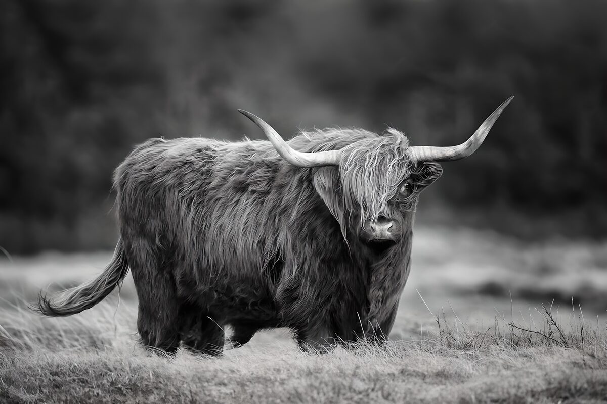 PDGIT7946841: Mucca Highland in bianco e nero