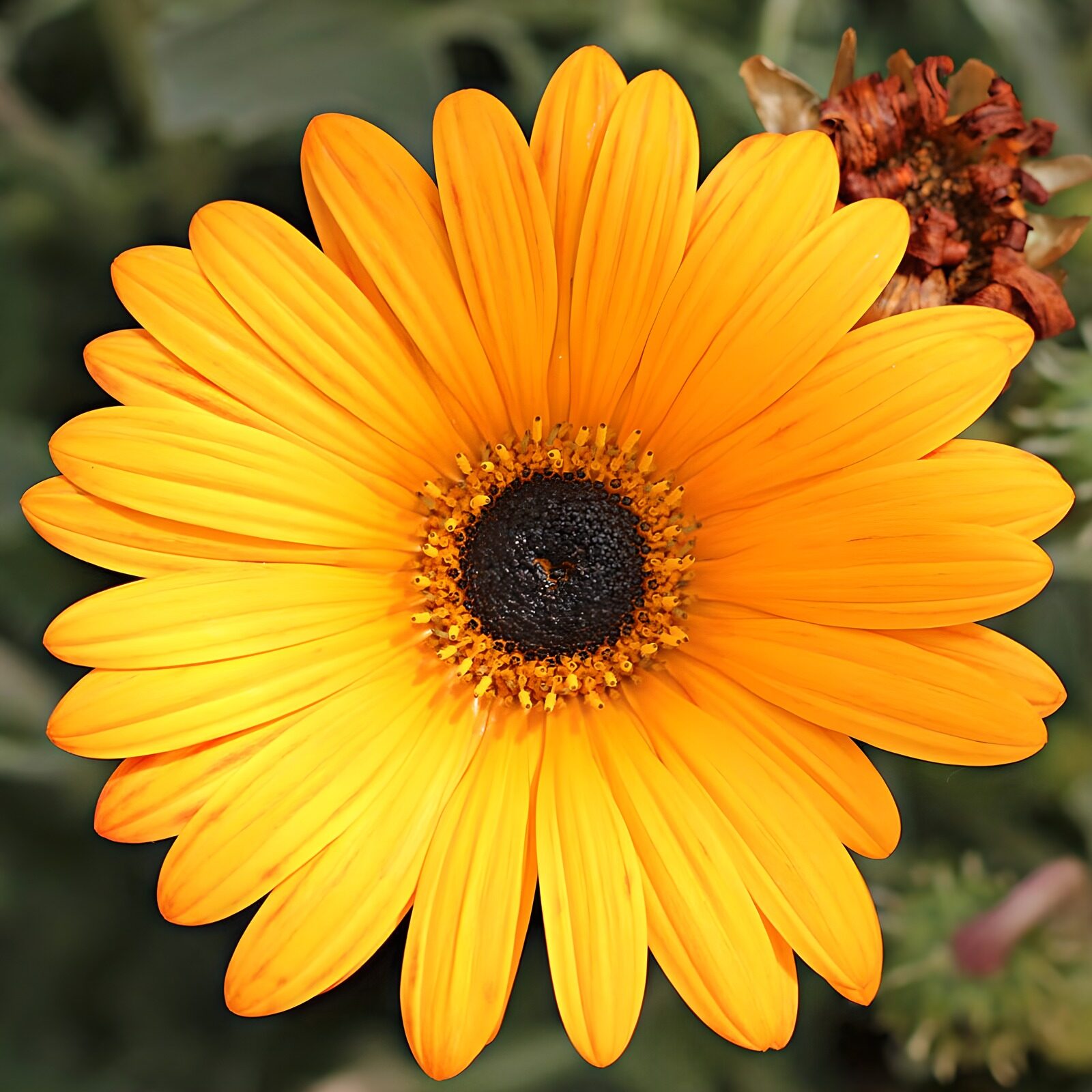 PDGIT3966330: Fiore giallo e arancio in primo piano
