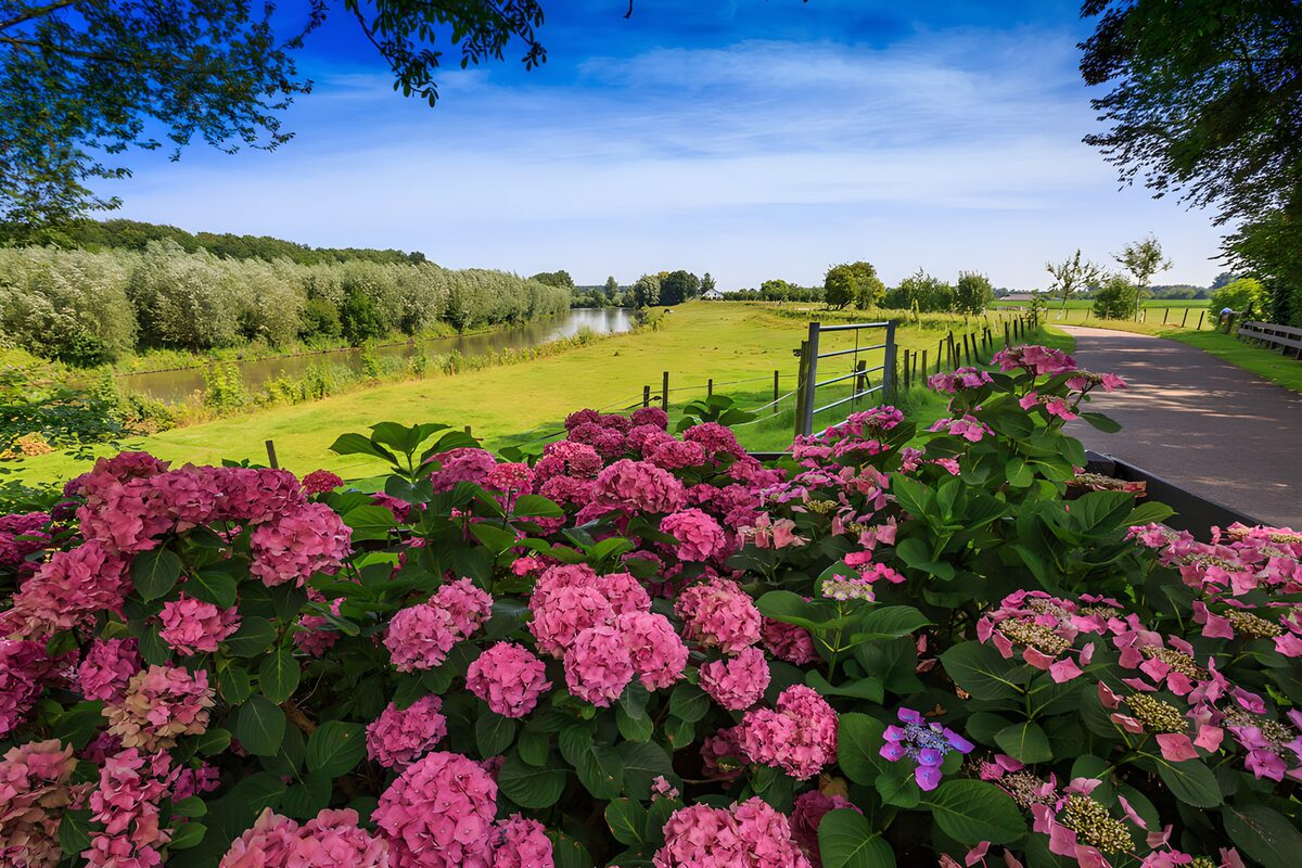 PDGIT7507954: Ortensie rosa e canale di campagna