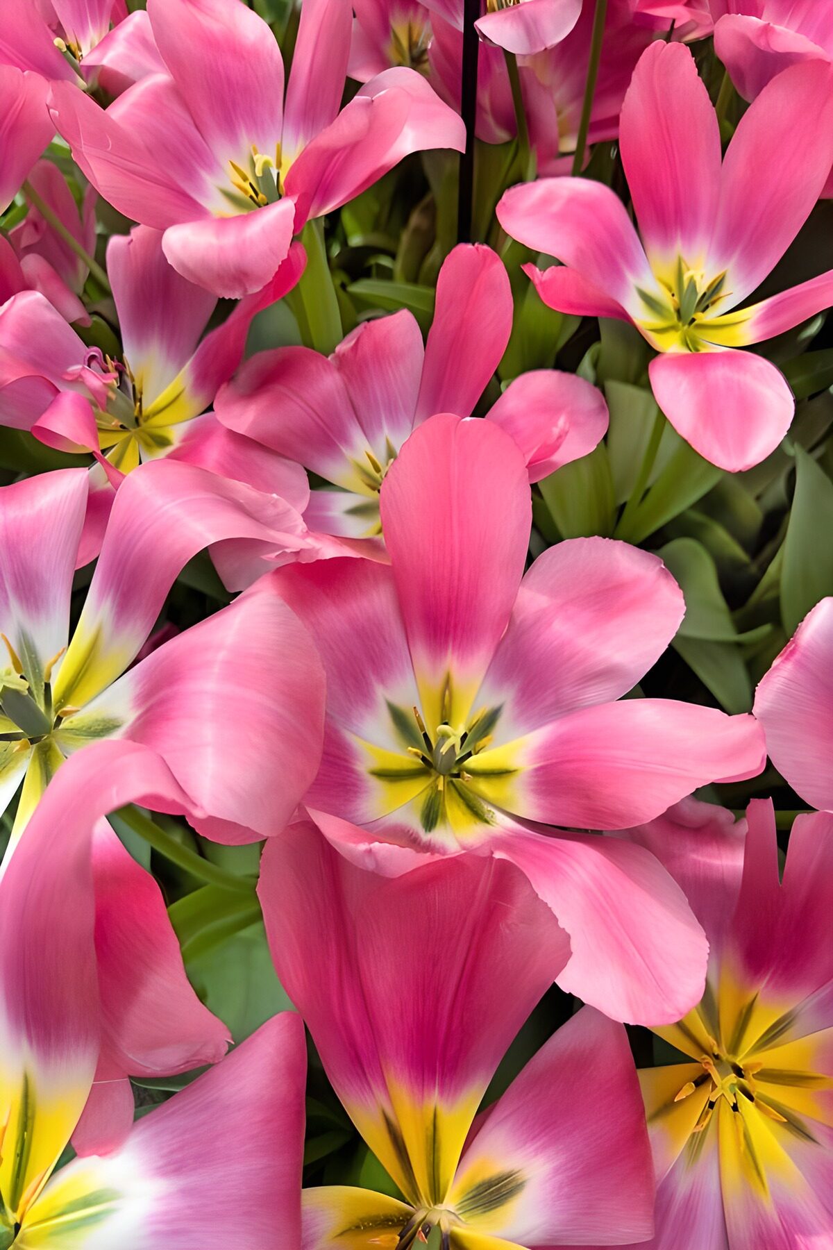 PDGIT6729413: Tulipani rosa aperti al sole