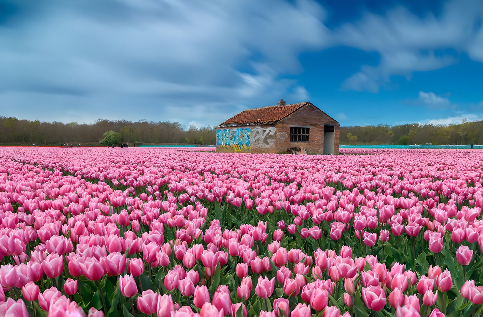 PDGIT7535505: Vecchio fienile tra i tulipani rosa
