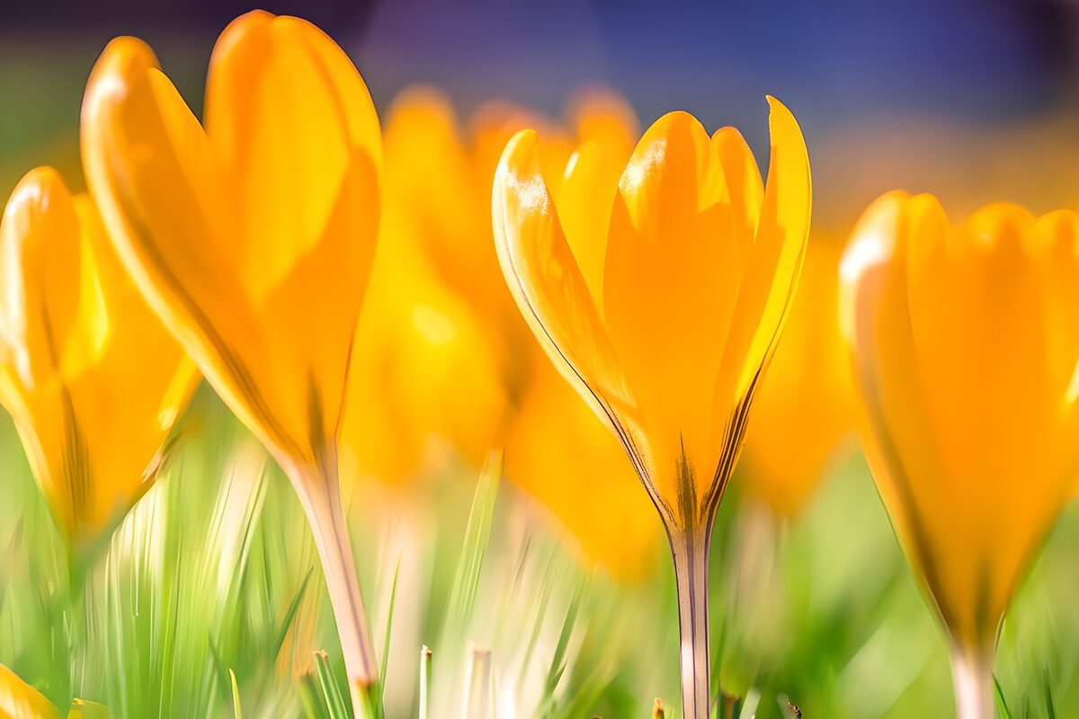 PDGIT2286887: Crochi gialli nella luce di primavera