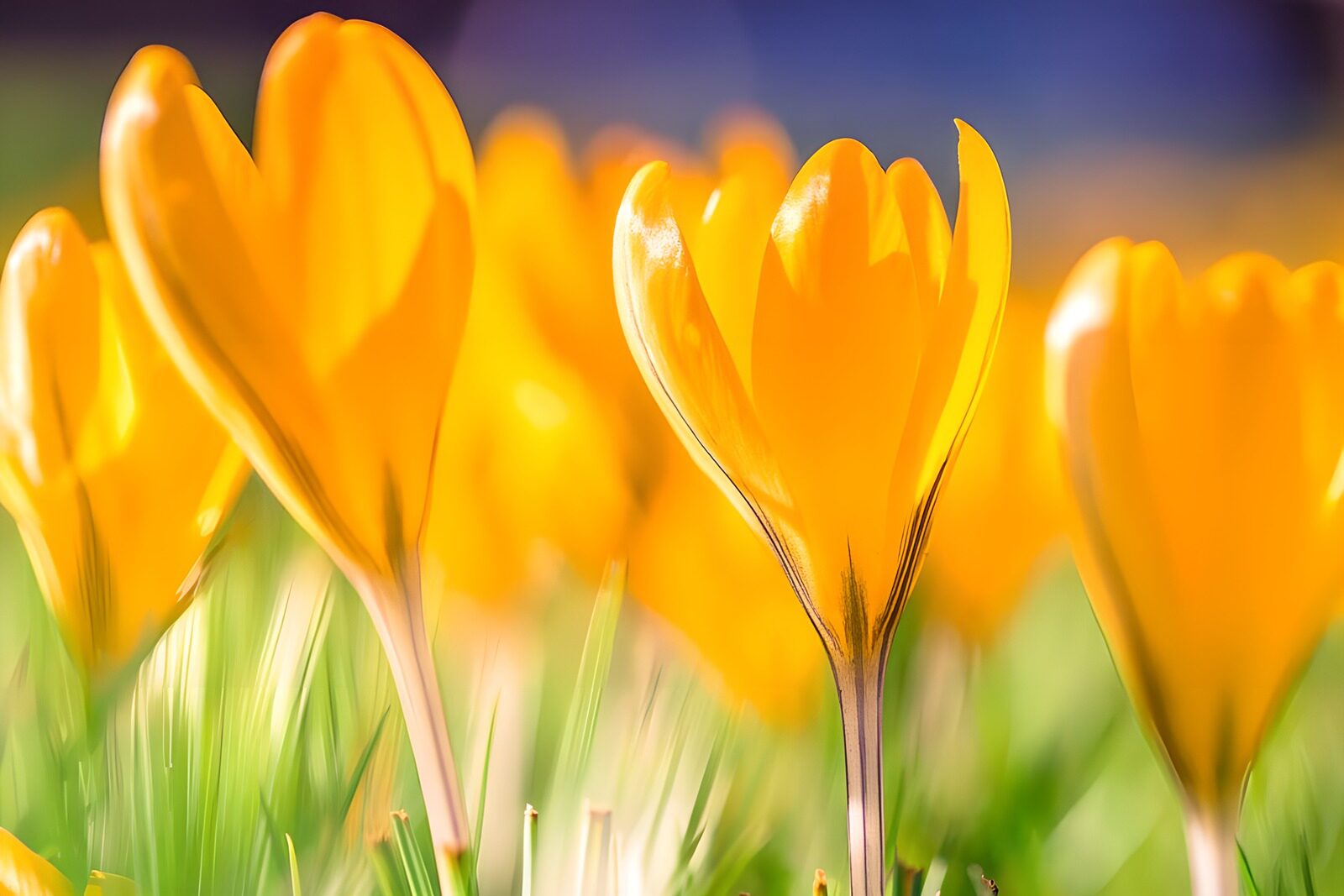 PDGIT2286887: Crochi gialli nella luce di primavera