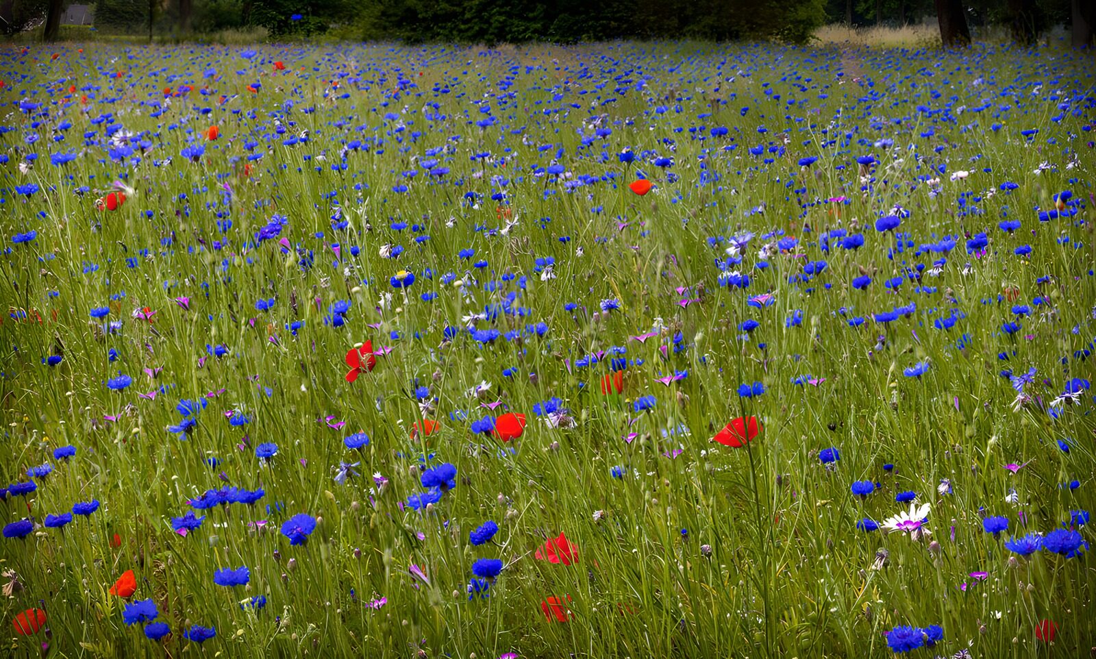 PDGIT9615806: Prato di fiordalisi e papaveri al sole