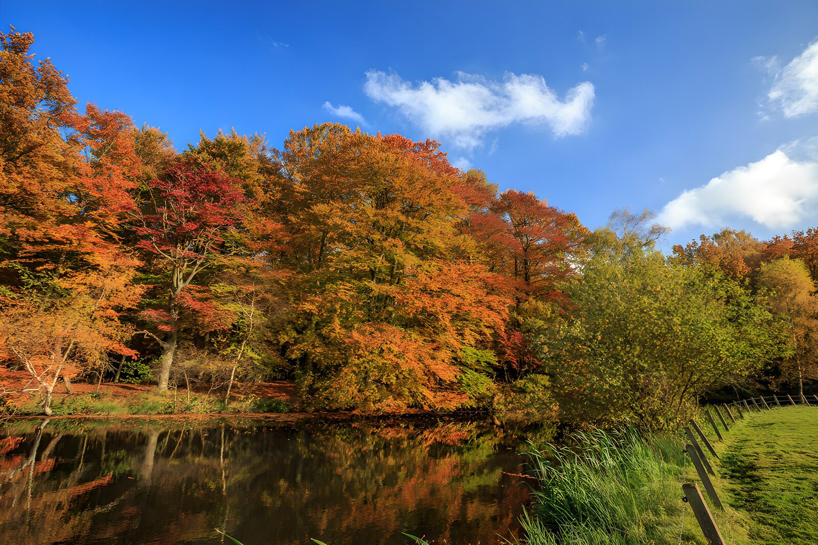 PDGIT3691779: Stagno tra i colori caldi dell’autunno