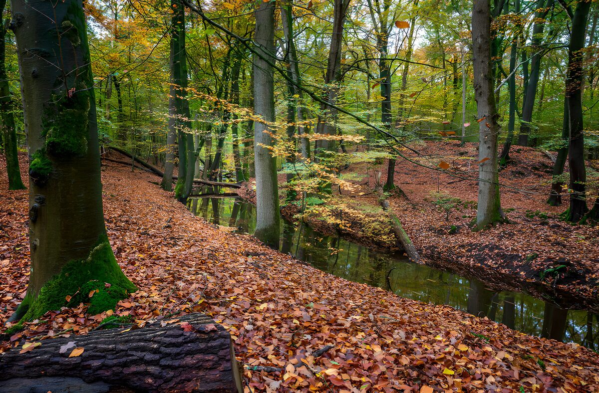 PDGIT4042381: L’autunno si specchia nel ruscello