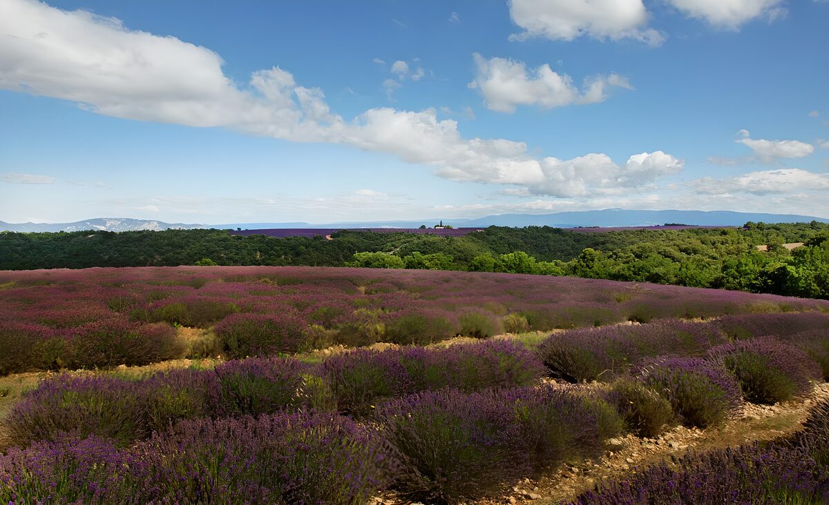 PDGIT4145978: Campo di lavanda sotto grandi nuvole