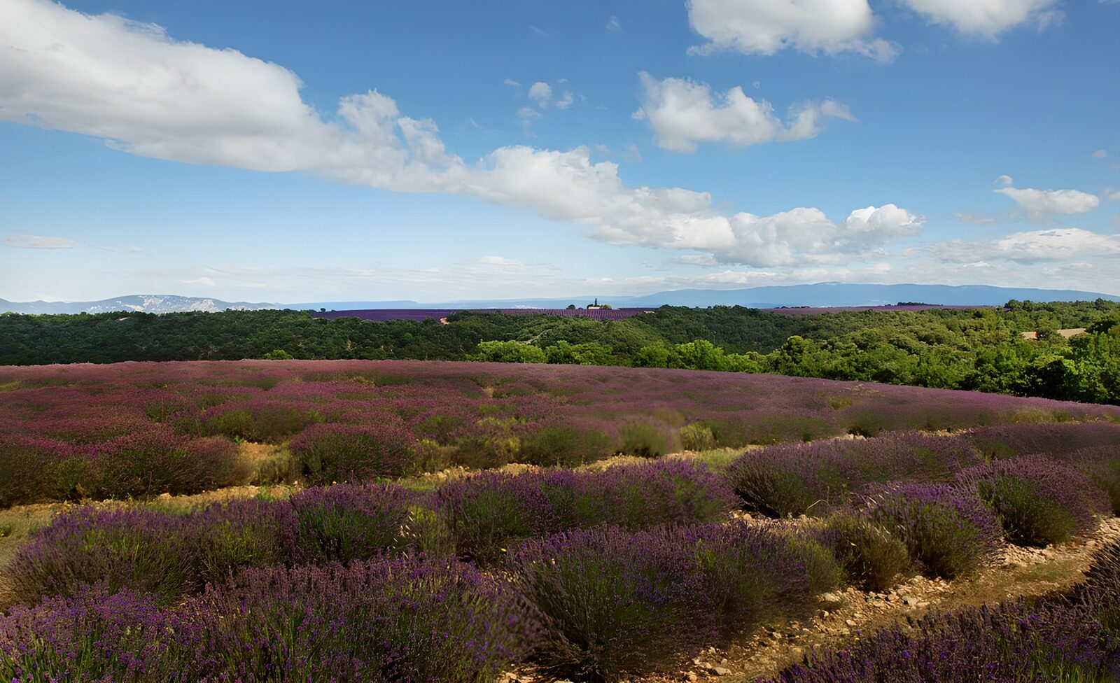 PDGIT4145978: Campo di lavanda sotto grandi nuvole