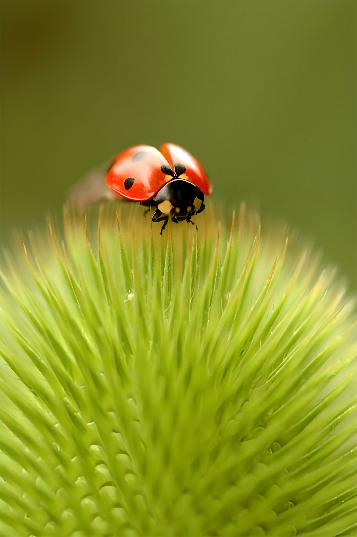 PDGIT3439657: Coccinella rossa sulle punte verdi