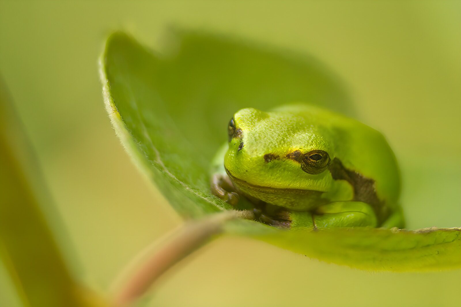 PDGIT1640952: Raganella verde in posa sulla foglia