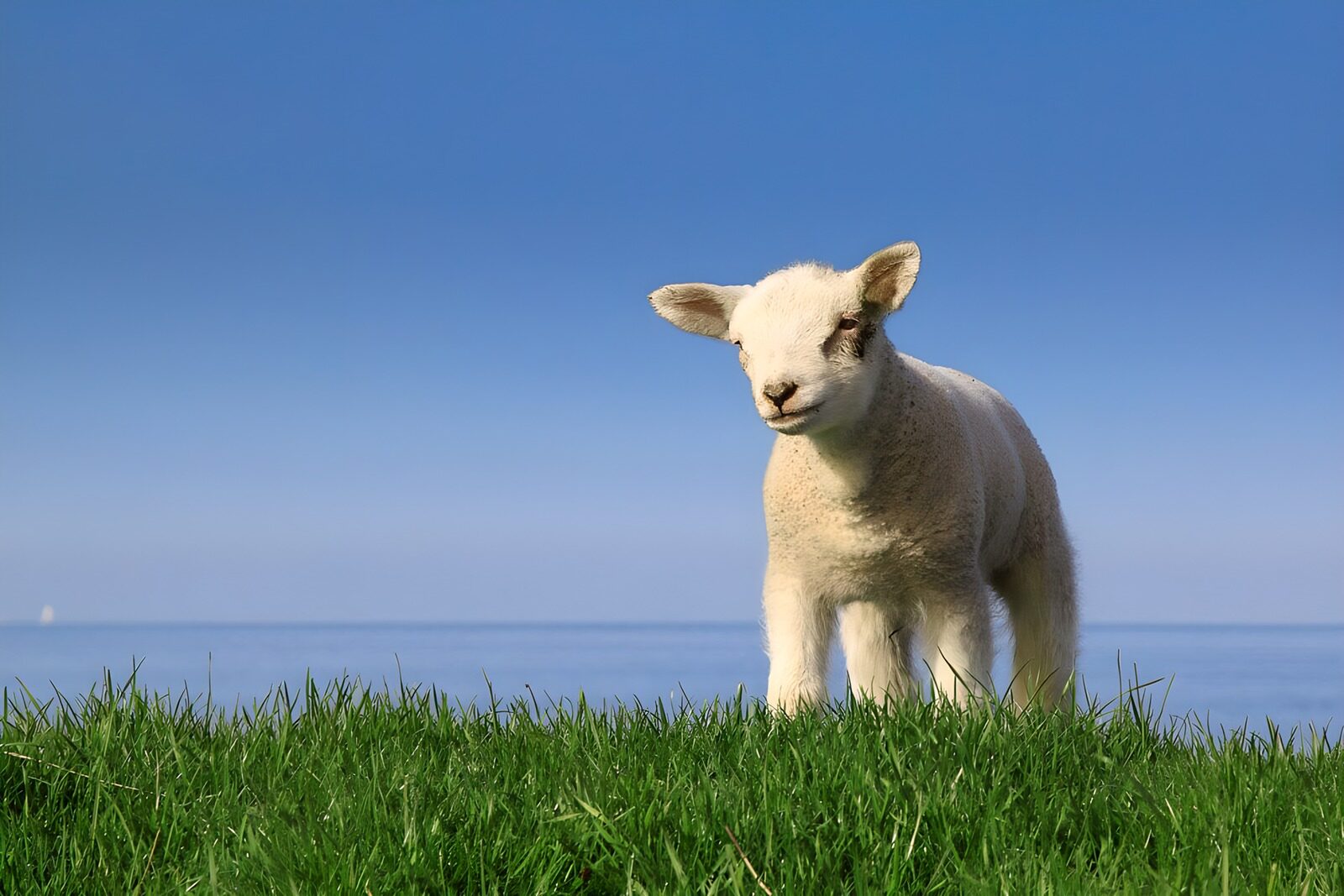 PDGIT1802585: Agnello sull’erba davanti all’acqua blu