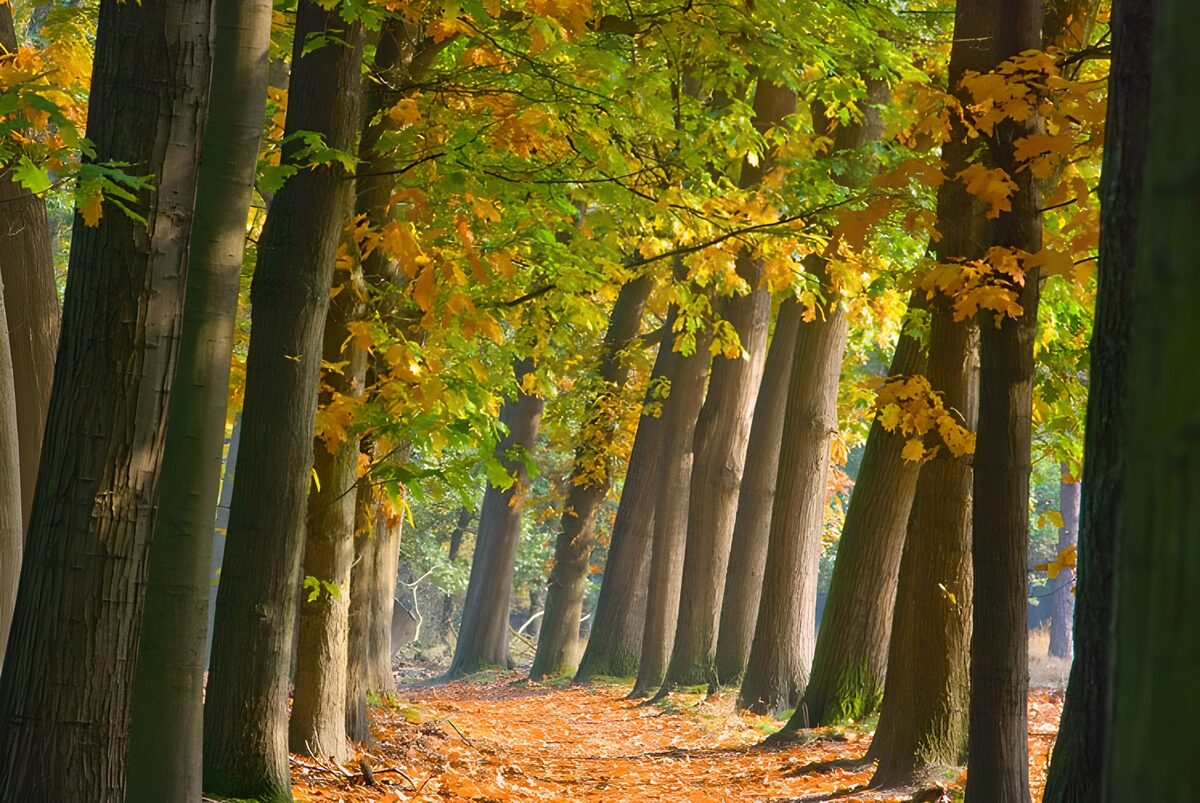 PDGIT9399513: Sentiero d’autunno tra luci e ombre