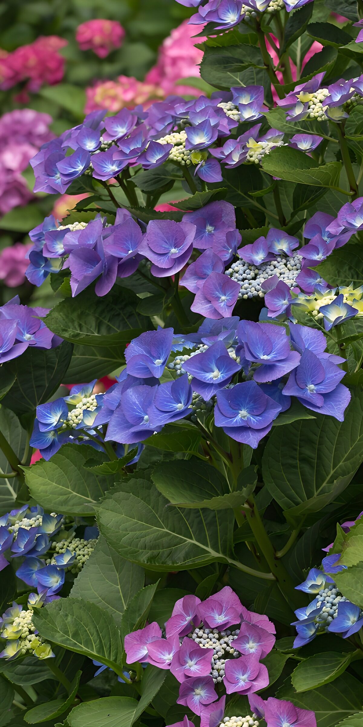 PDGIT6132309: Ortensie blu e viola nel verde
