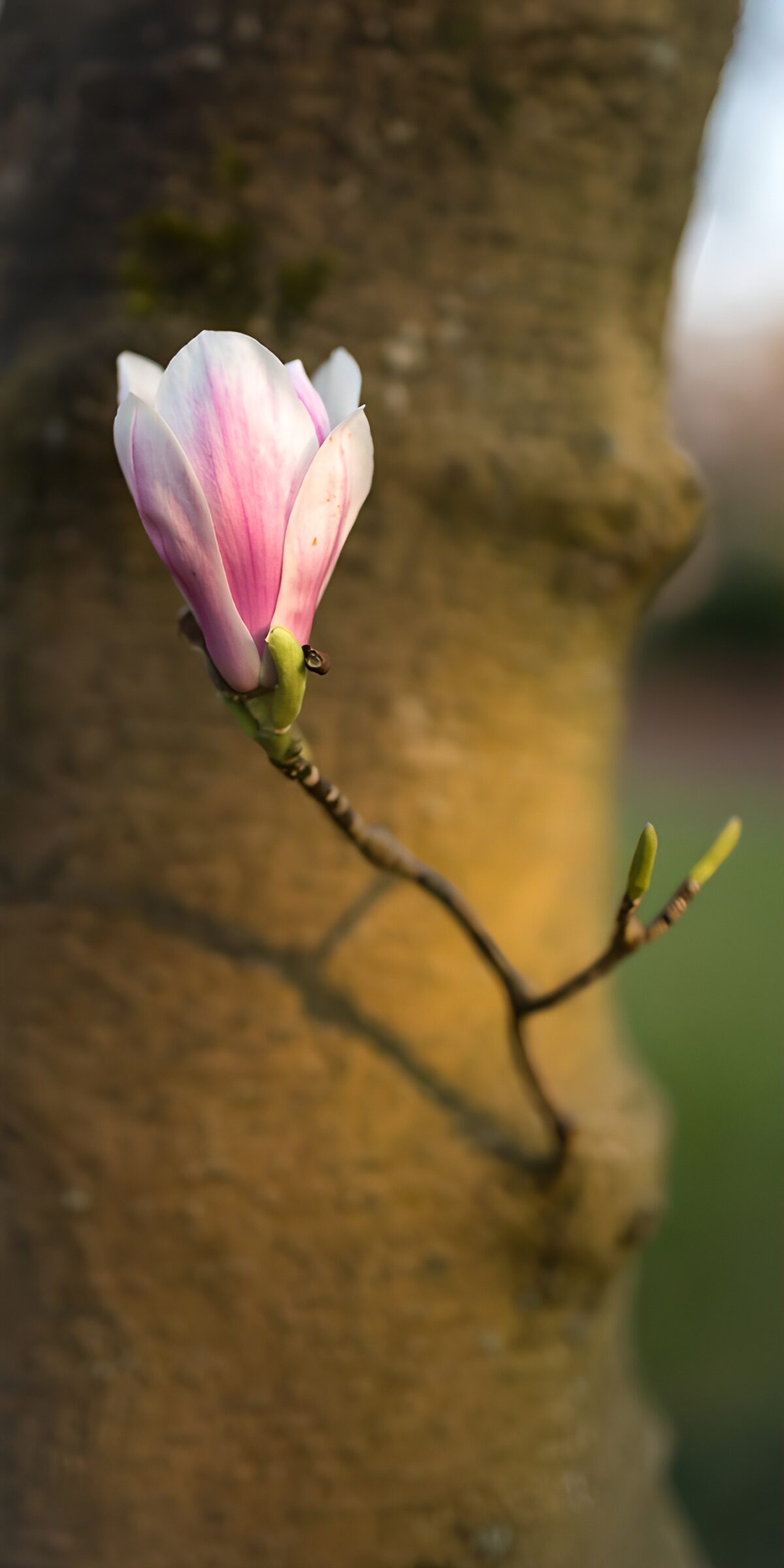 PDGIT3785165: Magnolia rosa e bianca al sole